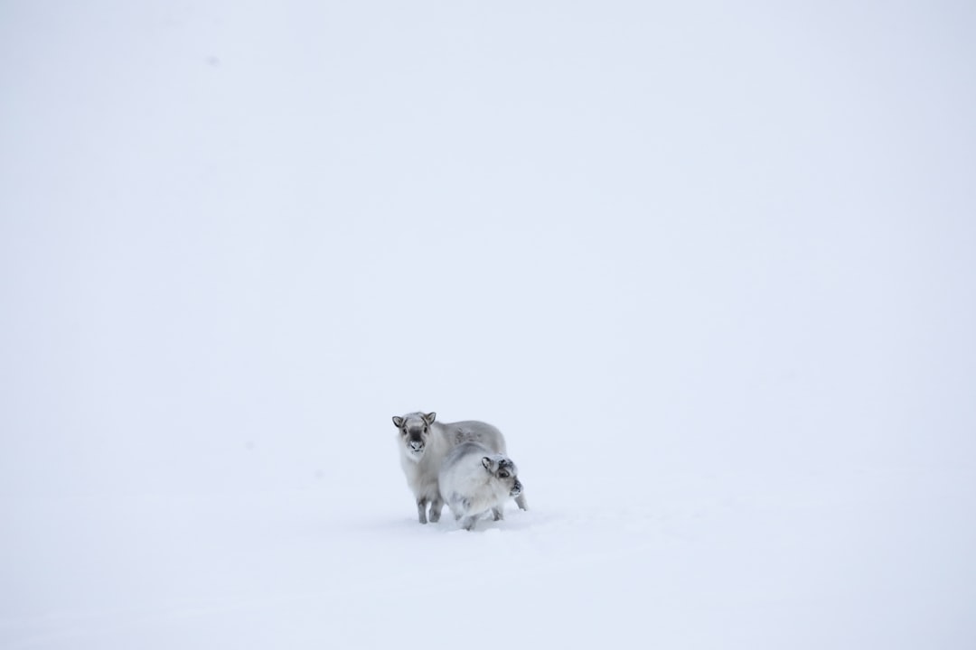Lapland: een bijzondere regio in het hoge noorden