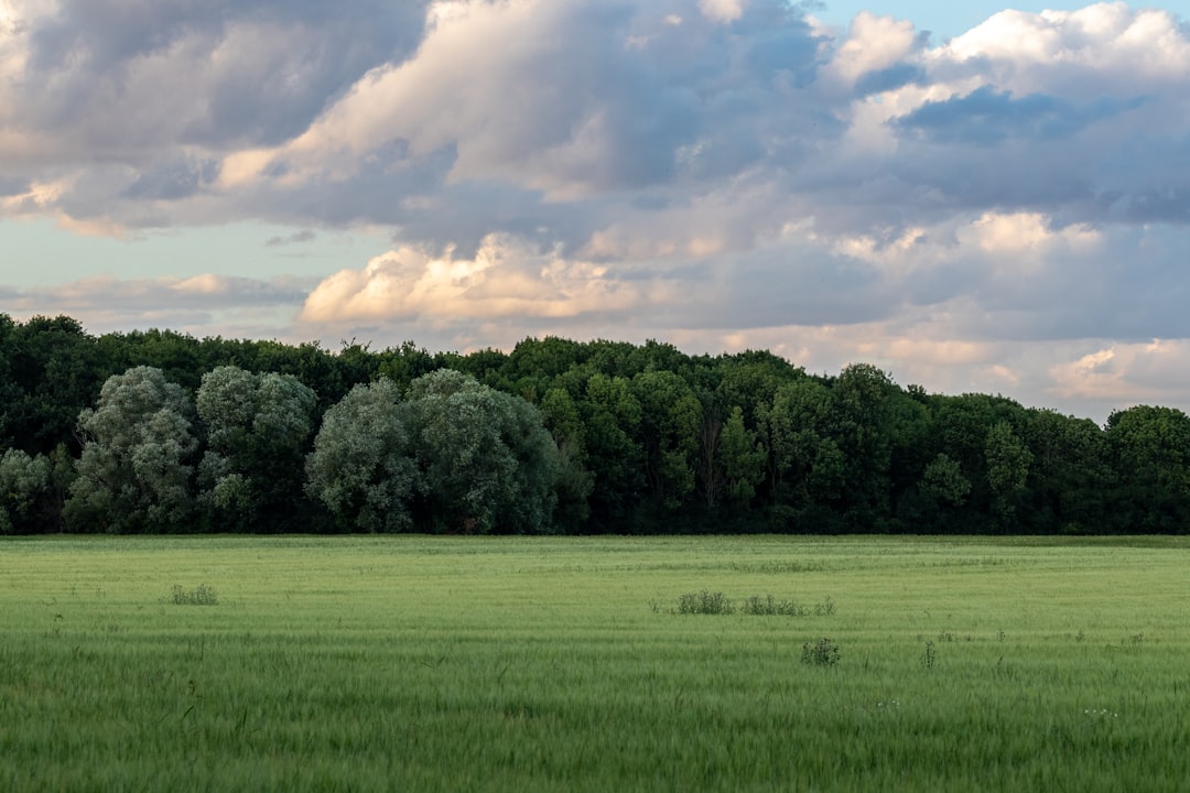 Bossen: de groene longen van onze aarde