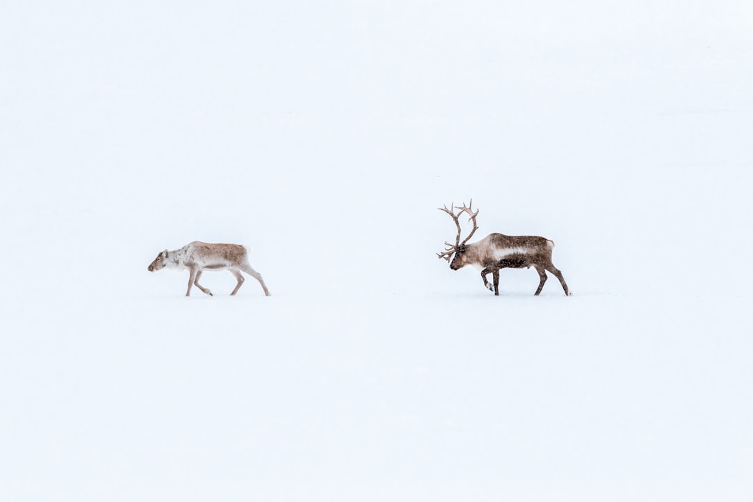 Rendiersleetocht: glijden door de sneeuw met echte rendieren