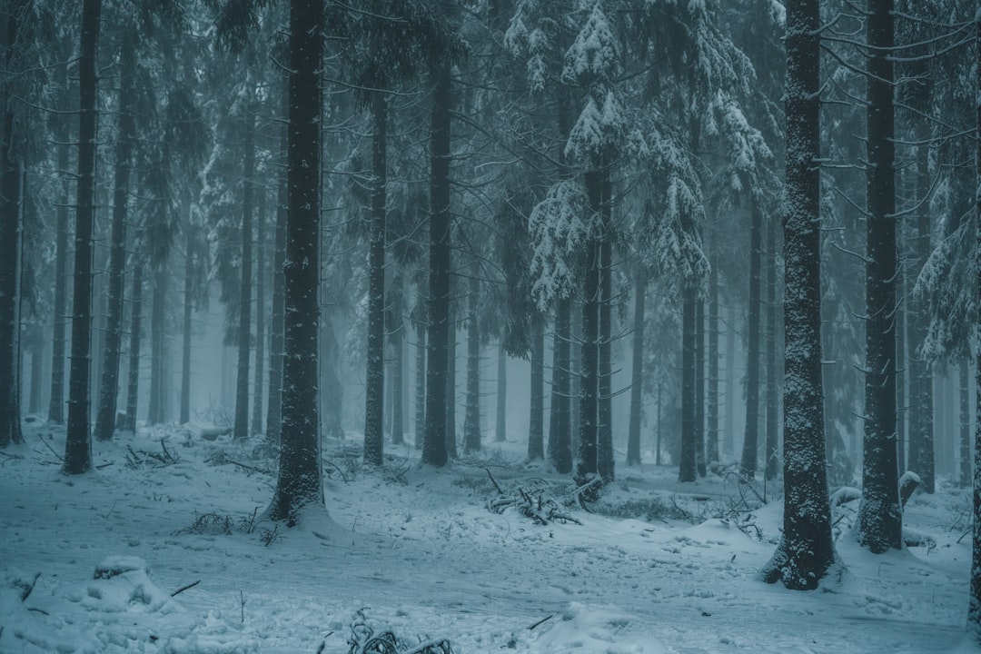 Salla, Finland: alles wat je moet weten over deze gemeente in Lapland