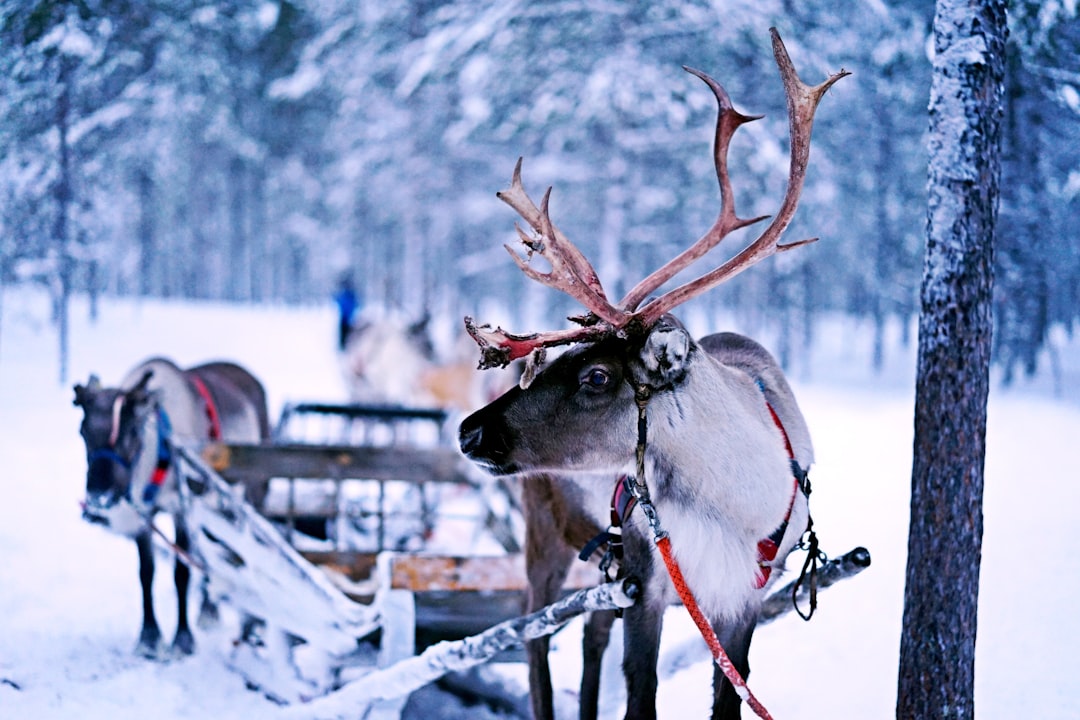 Saariselkä Lapland: alles wat je moet weten over deze bestemming